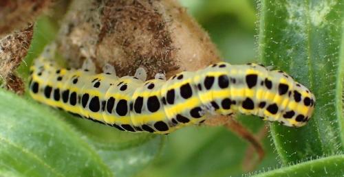 Calophasia sp.
